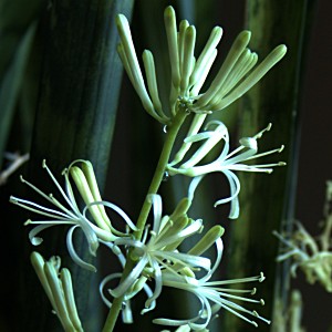 Indoor flower