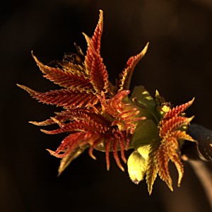 Leaves coming out